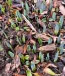 Daffodils coming up in Spring